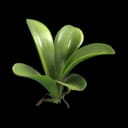 Orchid Clone