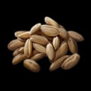 Wheat Seed