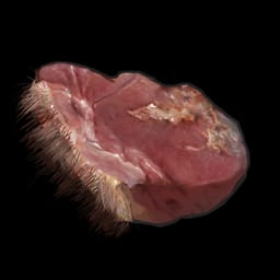 Carne de oso cruda