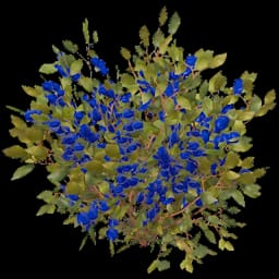 Blue Berry Bush