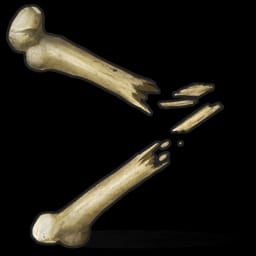 Bone Fragments