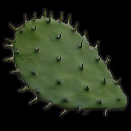 Cactus Flesh