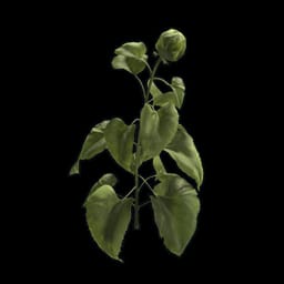 Sunflower Clone