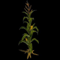 Corn Plant
