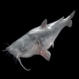 Catfish