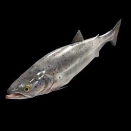 Lachs