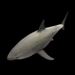 Petit Requin