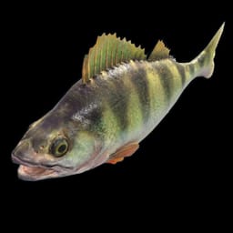 Yellow Perch