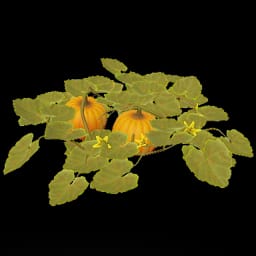 Pumpkin Plant