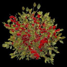 Red Berry Bush