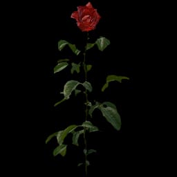 Rose (collectable)