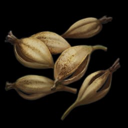 Orchid Seed