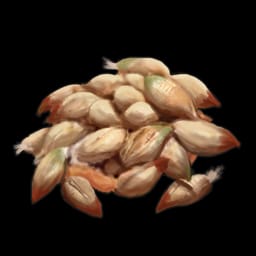 Rose Seed