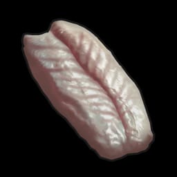 Raw Snake Meat