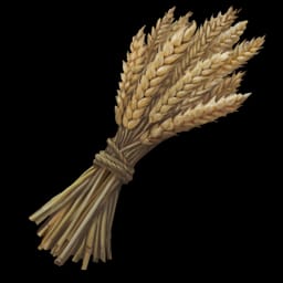 Wheat