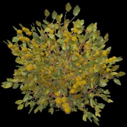 Yellow Berry Bush