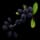 Black Berry