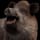 Boar