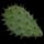 Cactus Flesh