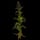 Corn Plant