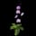 Orchid (collectable)