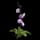 Orchid
