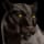Panther