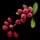 Red Berry