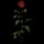 Rose (collectable)
