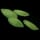 Hemp Seed