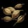 Orchid Seed