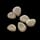 Potato Seed