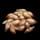 Rose Seed