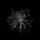 Spider Webs