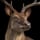 Stag