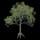 Baum