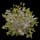 White Berry Bush