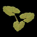 Pumpkin Plant Clone