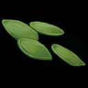 Hemp Seed