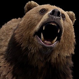 Bear