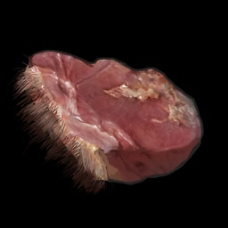Carne de oso cruda