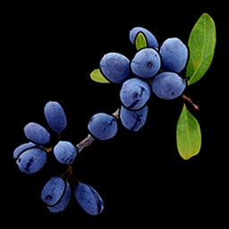 Baya azul