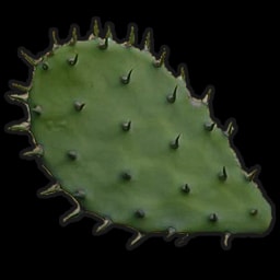 Cactus Flesh