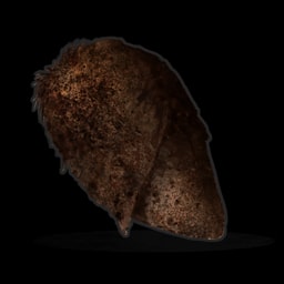 Burnt Chicken
