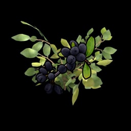 黑浆果茎