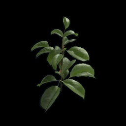 Muda de Rosa