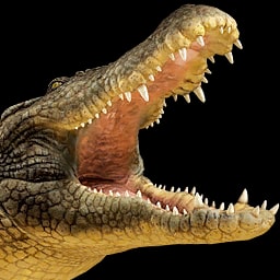 Crocodile