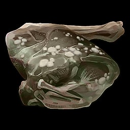 Viande de Cerf Avariée