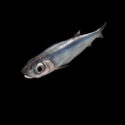 Anchova