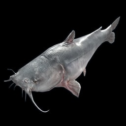 Siluro